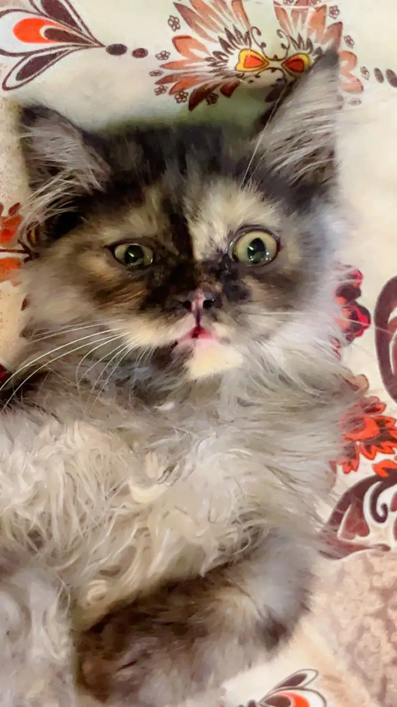PREMIUM PAIR KITTENS | LONG COATED | RARE — photo 6