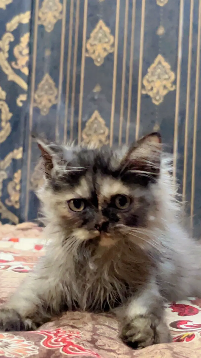 PREMIUM PAIR KITTENS | LONG COATED | RARE — photo 7