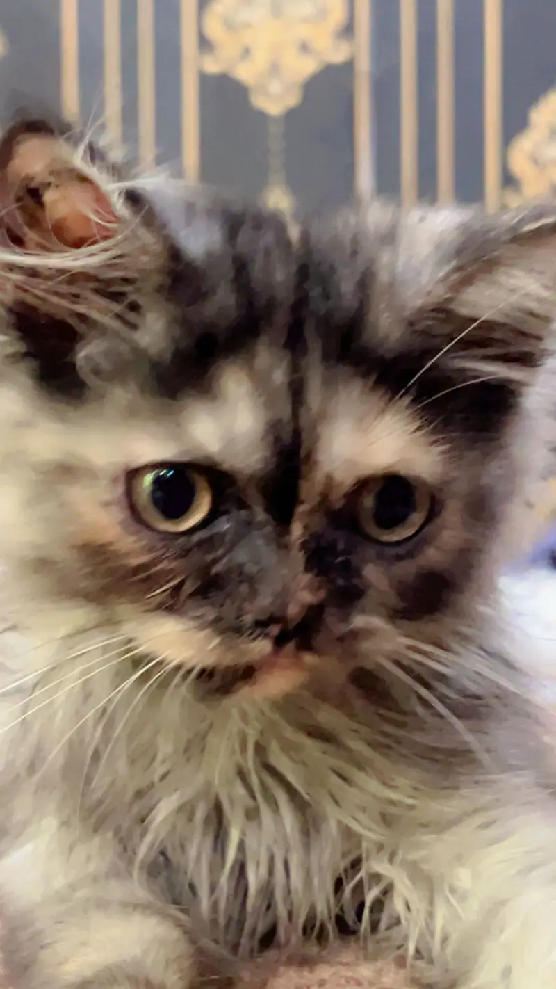 PREMIUM PAIR KITTENS | LONG COATED | RARE — photo 8