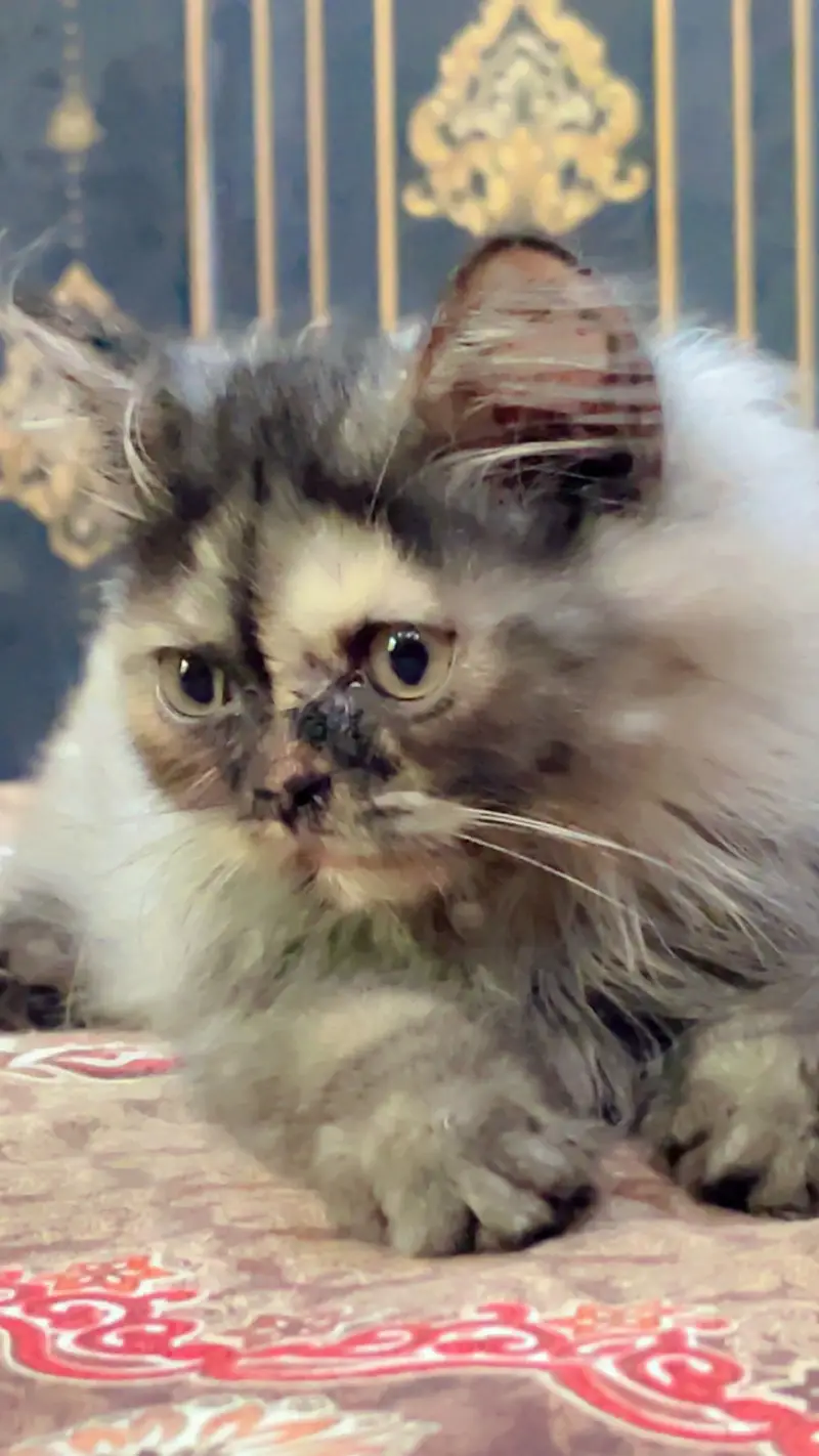 PREMIUM PAIR KITTENS | LONG COATED | RARE — photo 9