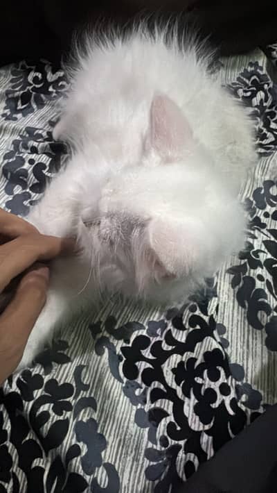 Persian cat