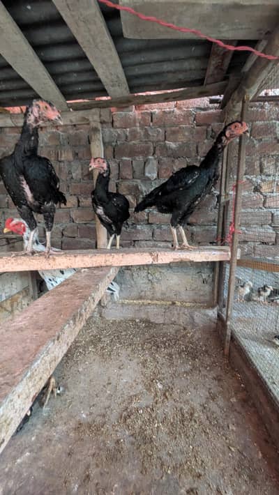 aseel shamo all Birds for sale