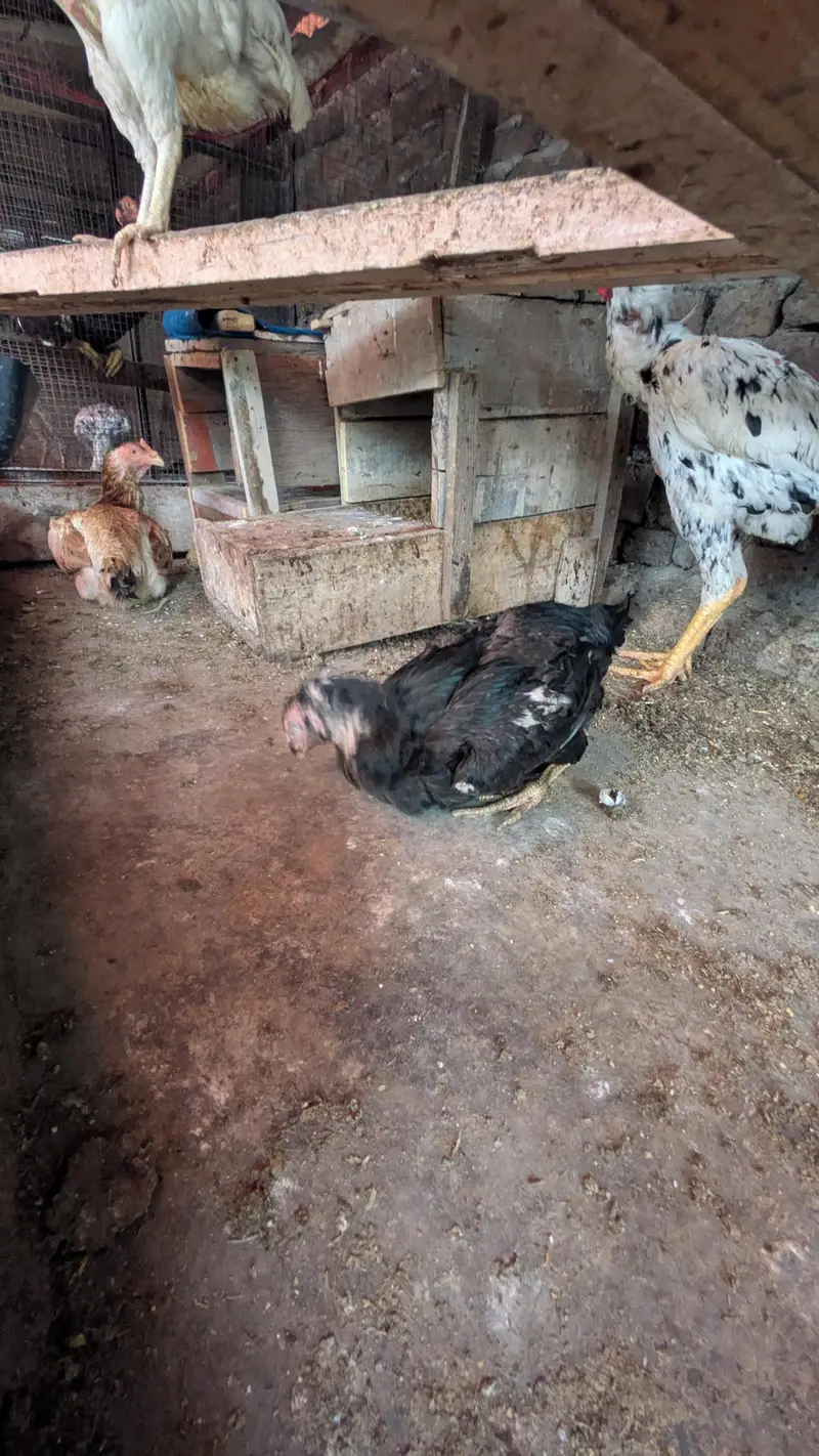 aseel shamo all Birds for sale — photo 2