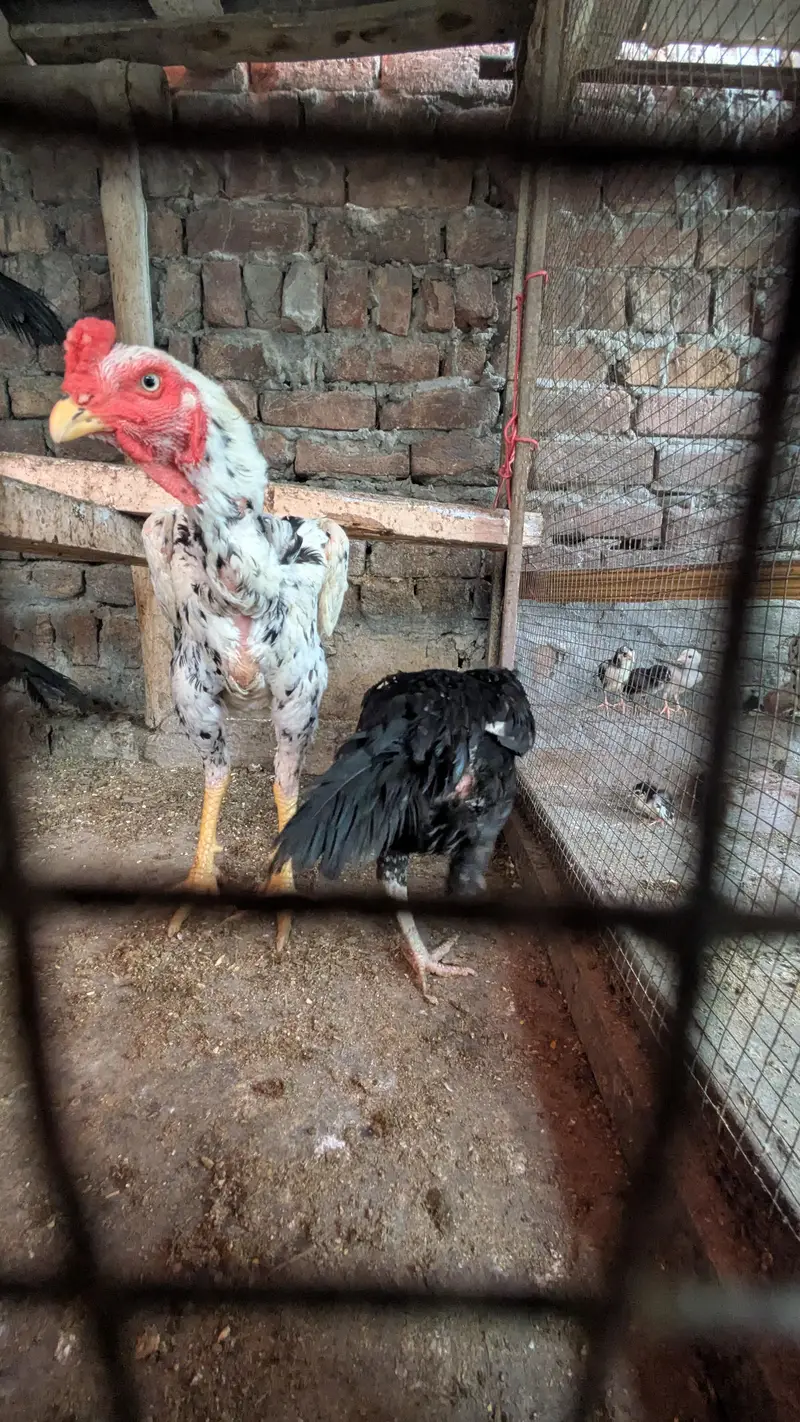 aseel shamo all Birds for sale — photo 3