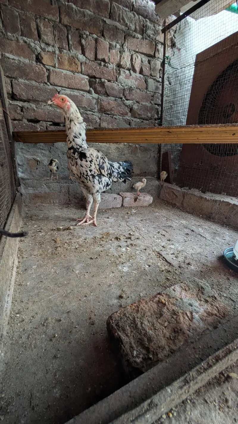 aseel shamo all Birds for sale — photo 4