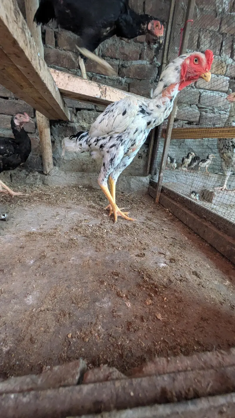 aseel shamo all Birds for sale — photo 5