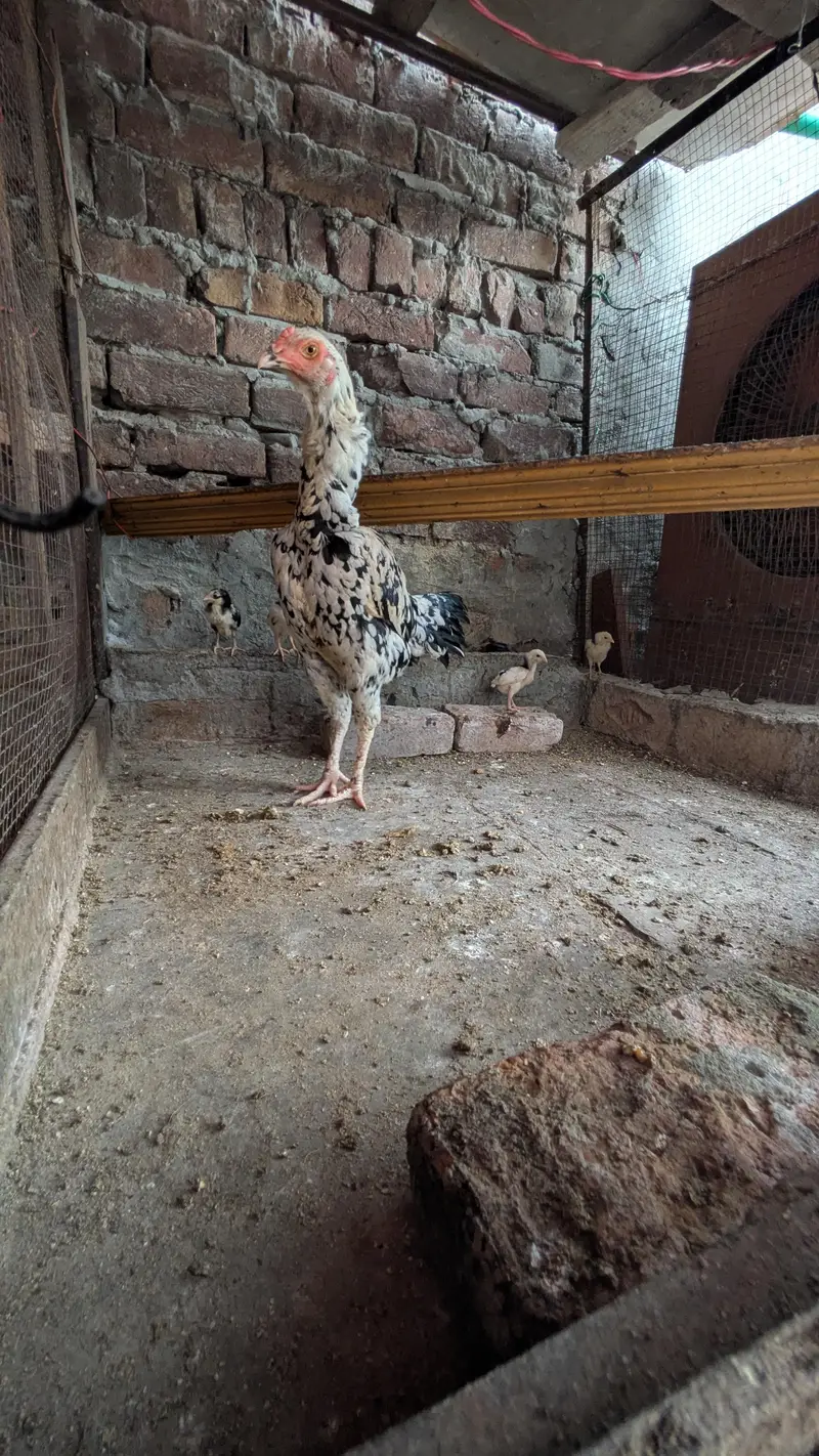 aseel shamo all Birds for sale — photo 6