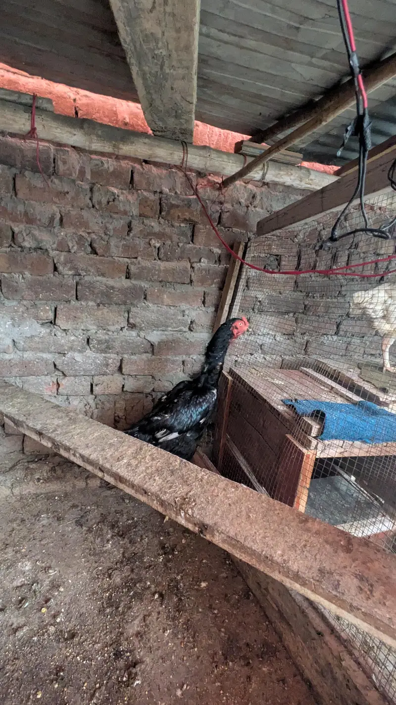 aseel shamo all Birds for sale — photo 7