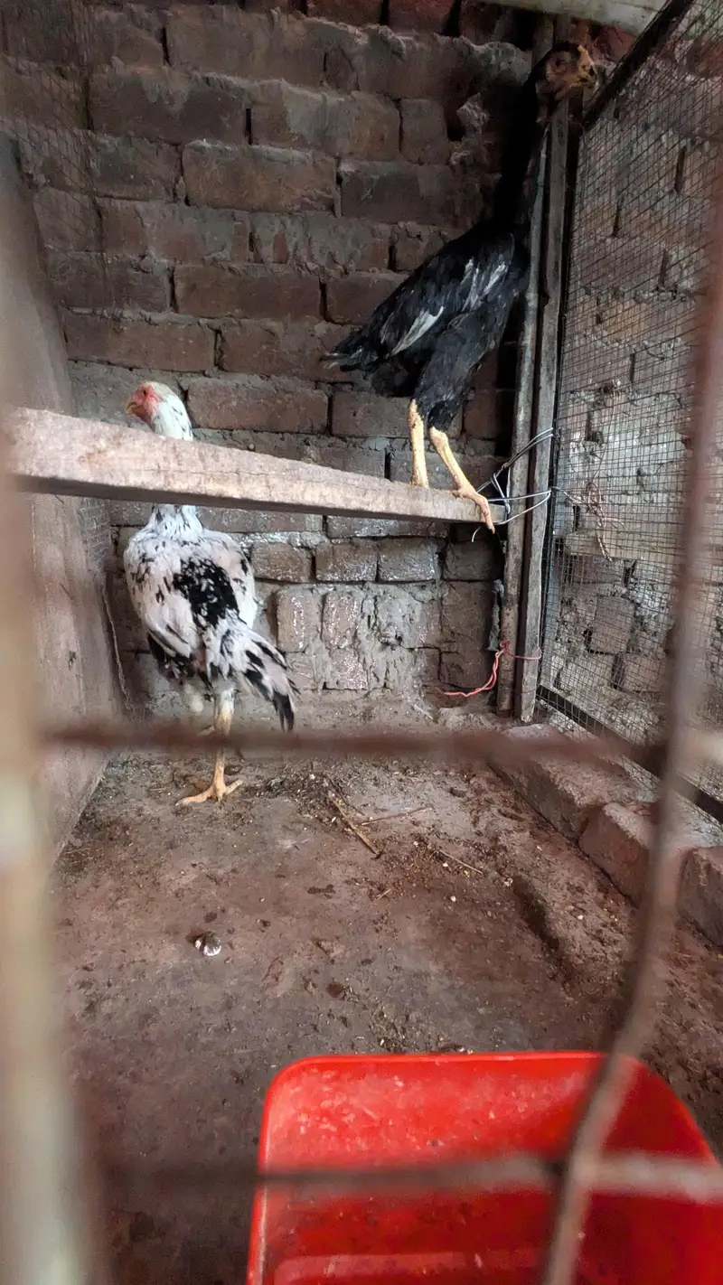 aseel shamo all Birds for sale — photo 9