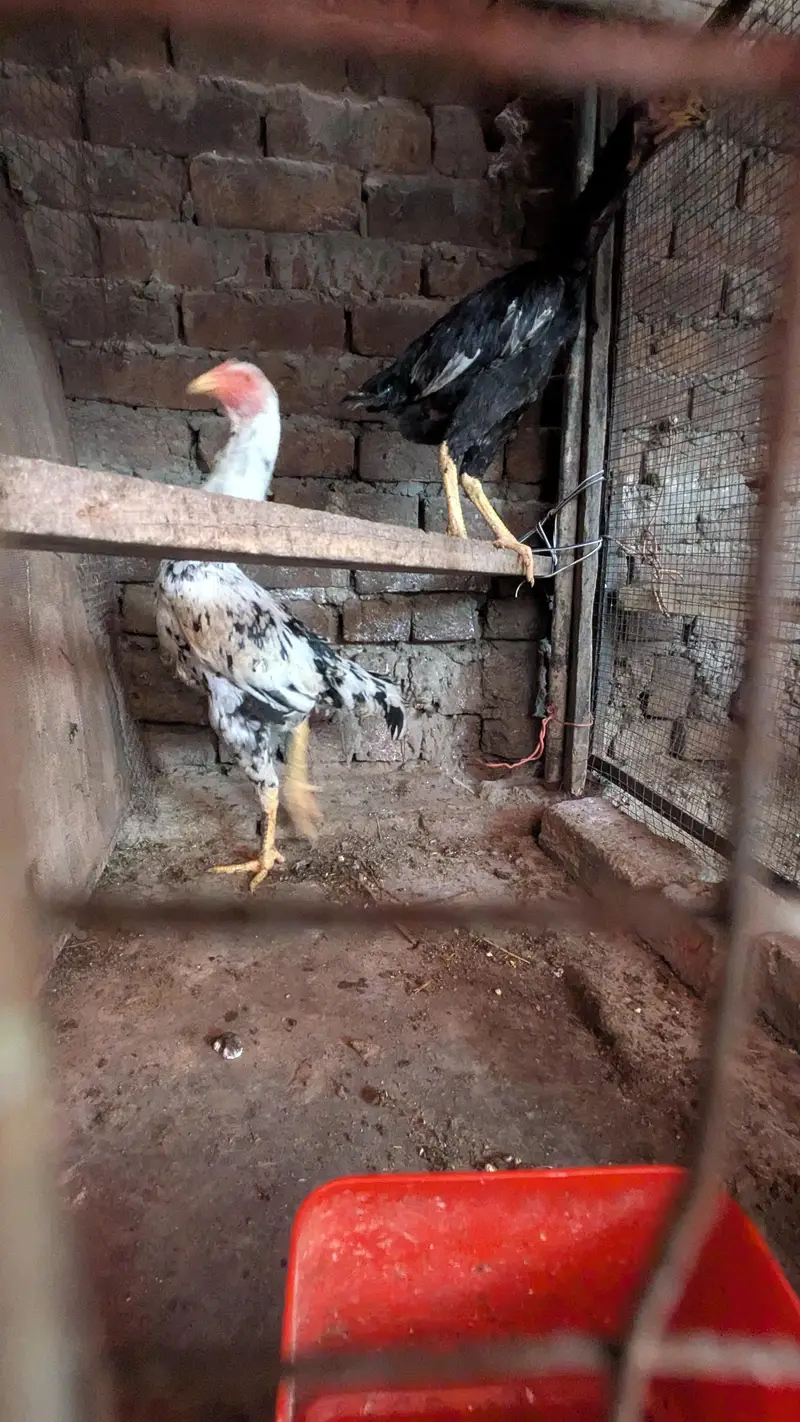 aseel shamo all Birds for sale — photo 10