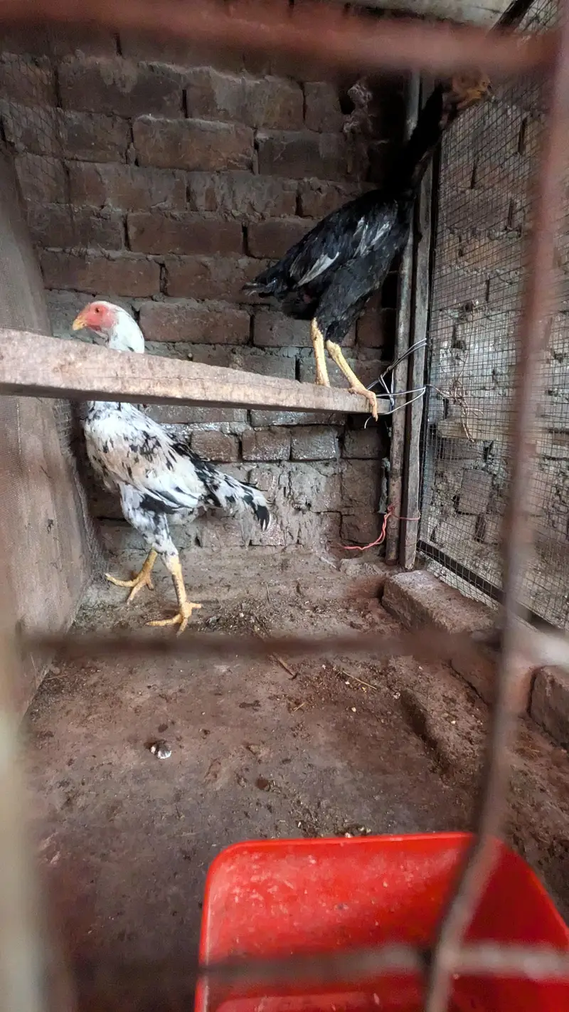 aseel shamo all Birds for sale — photo 11