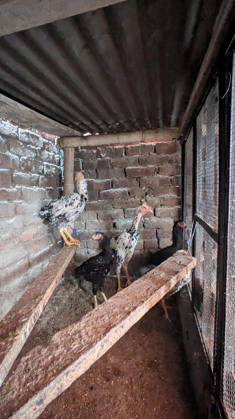 aseel shamo all Birds for sale — photo 12
