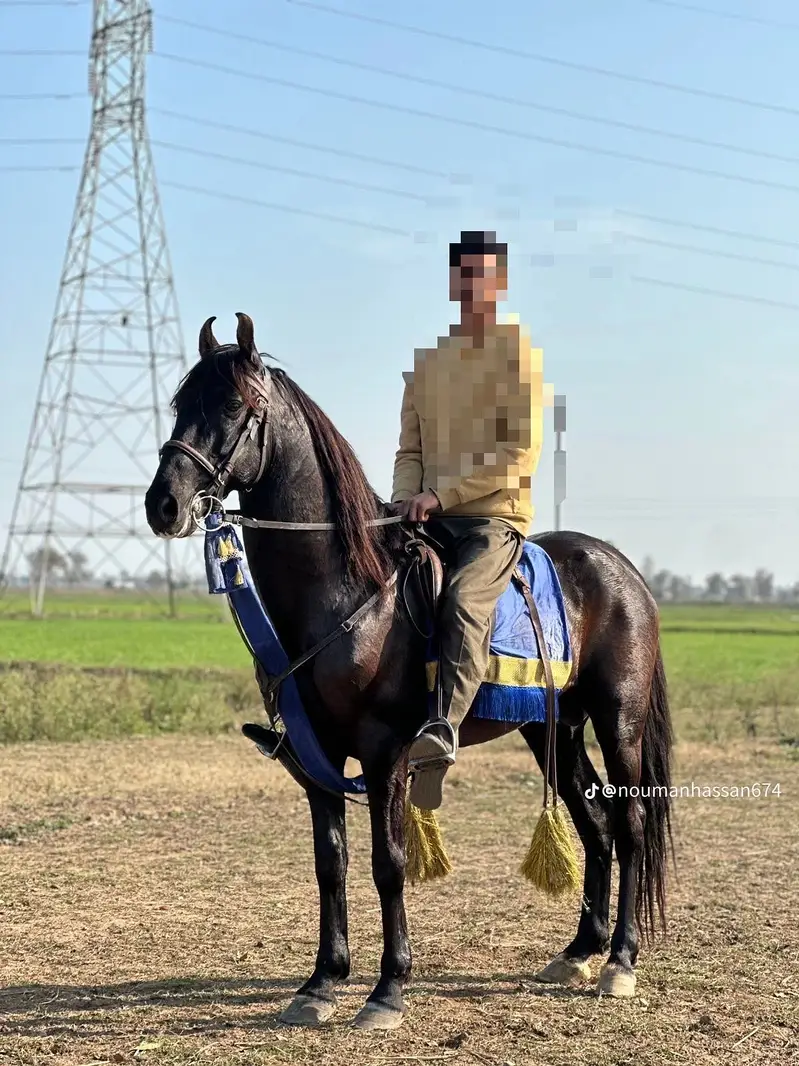 Saf nezabaaz ghora rang Mushka Age 8 sal Hight 60 inch shareef ghora — photo 4