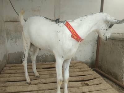 Barbari bakra