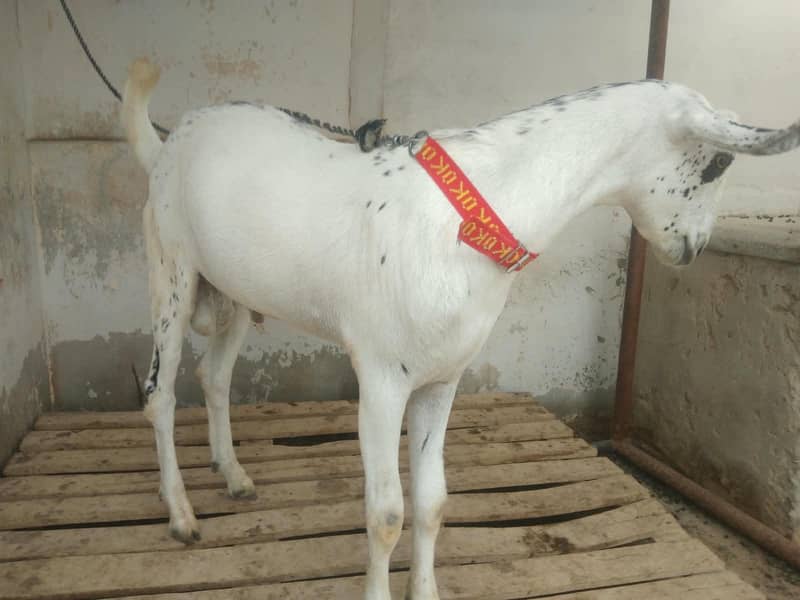 Barbari bakra 0