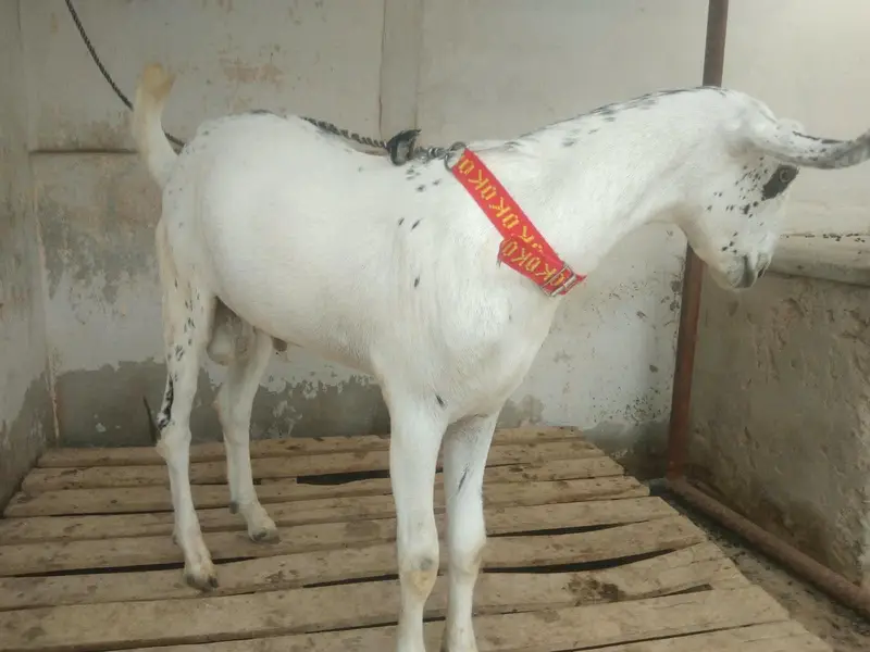 Barbari bakra