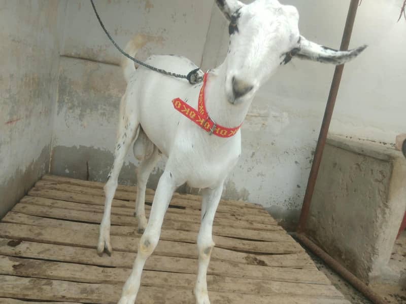 Barbari bakra 1