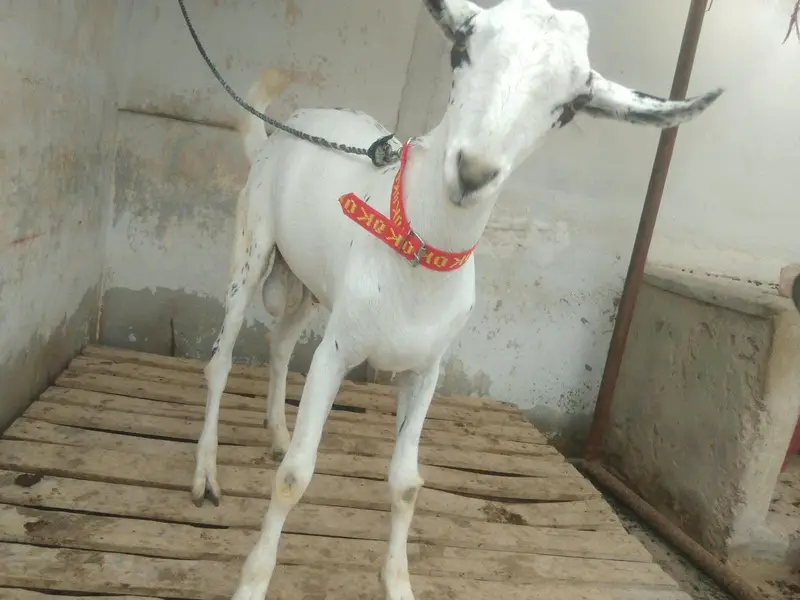 Barbari bakra — photo 2
