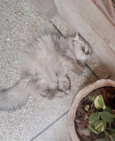 triple coted Persian cat available for sale