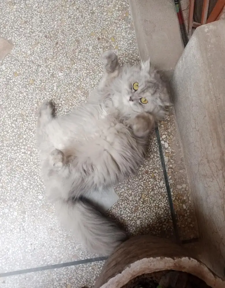 triple coted Persian cat available for sale — photo 2