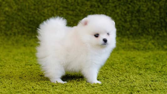 Pomeranian puppies