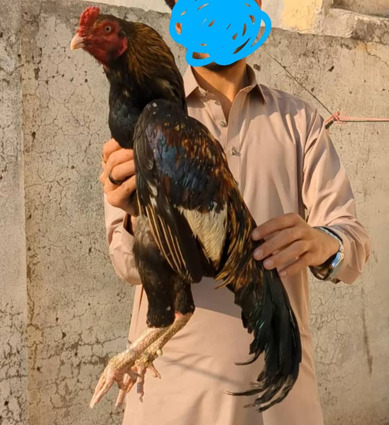 Sawa aseel patha 3