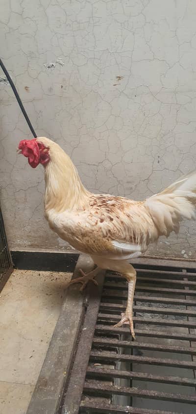very good quality aseel × desi roaster