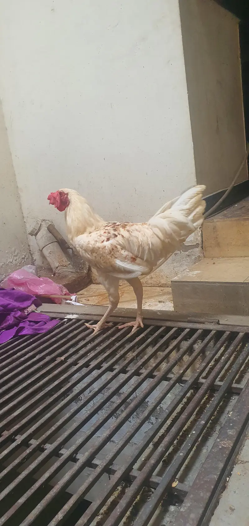 very good quality aseel × desi roaster — photo 2