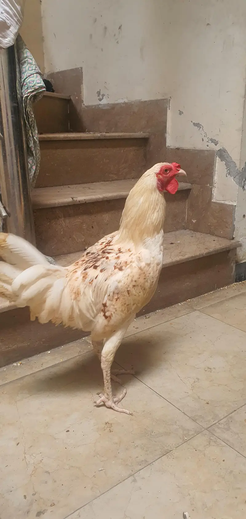 very good quality aseel × desi roaster — photo 4