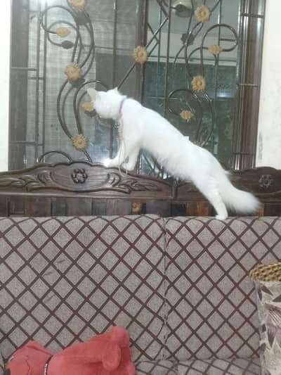 Persian cat
