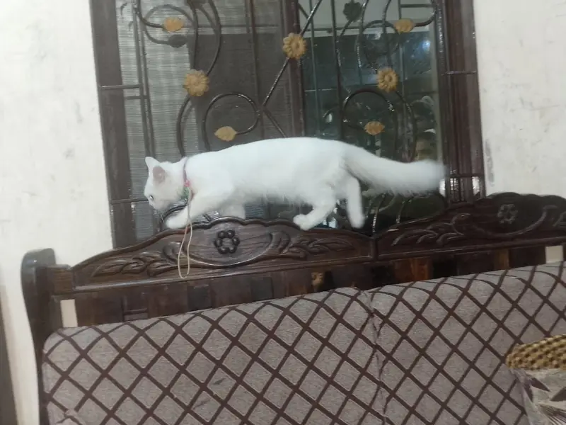 Persian cat — photo 2