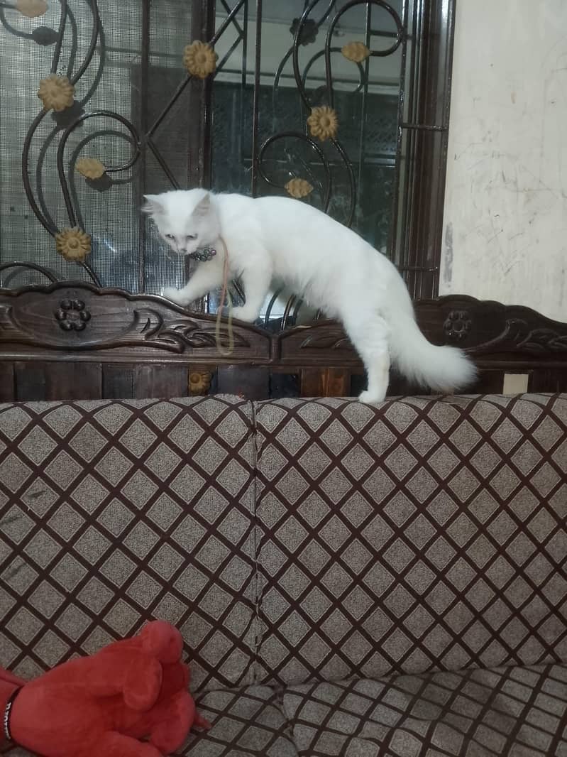 Persian cat 2