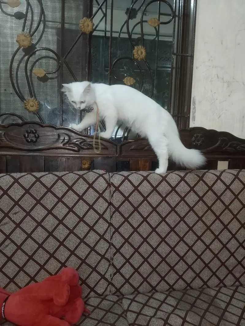 Persian cat — photo 3