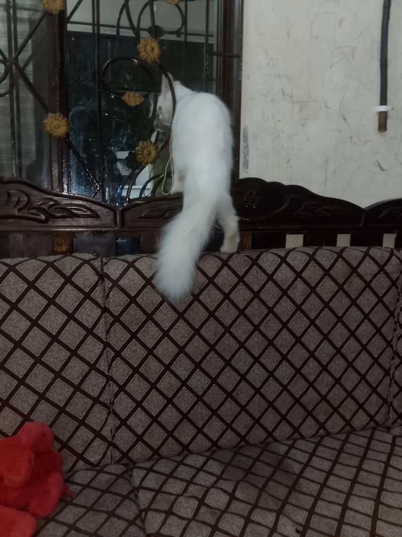 Persian cat 3