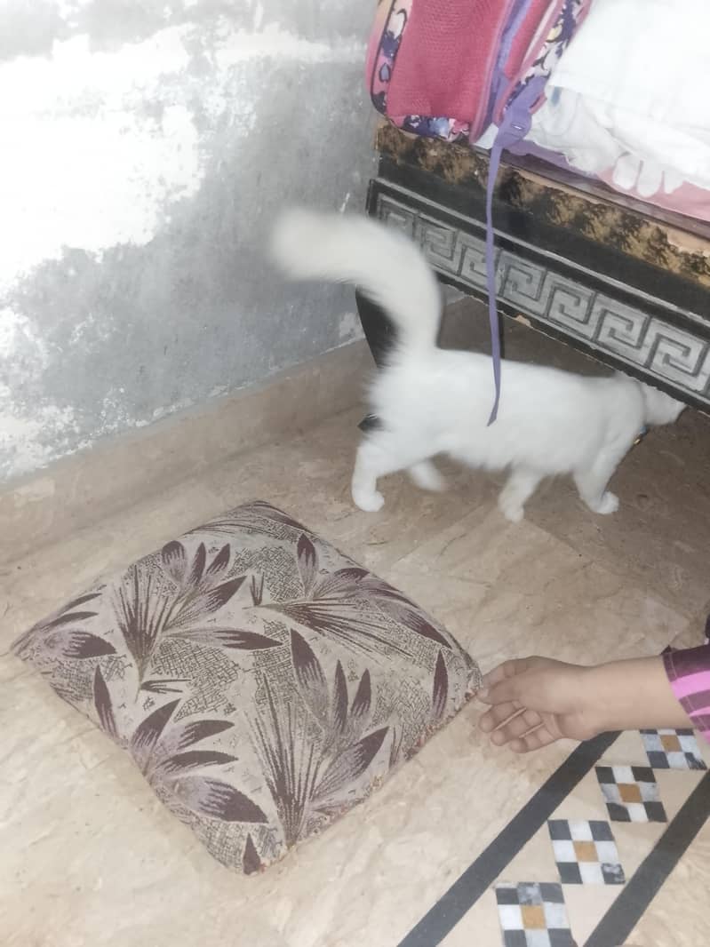 Persian cat 4