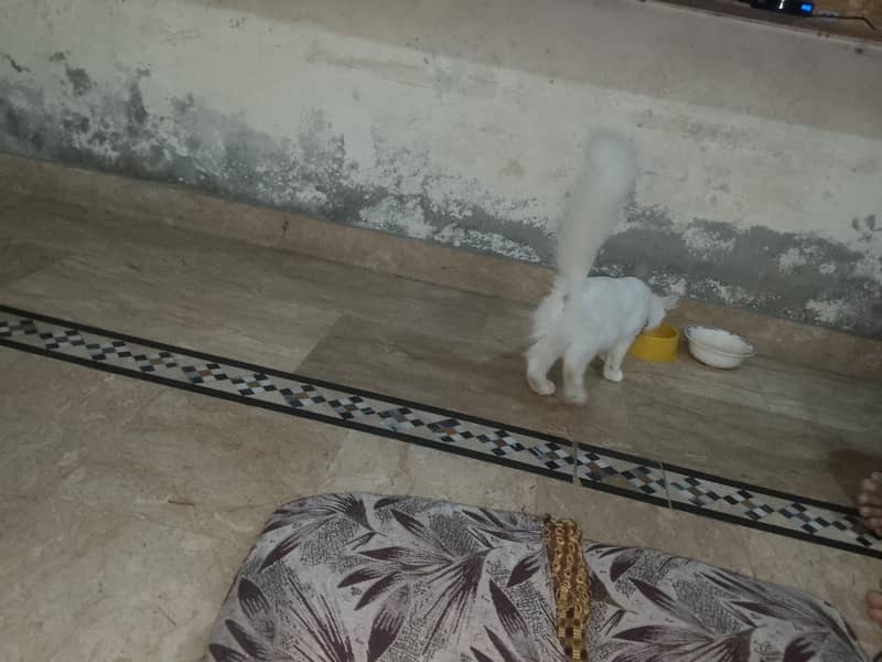 Persian cat 5