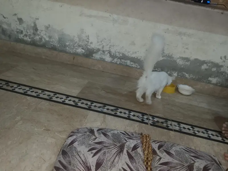Persian cat — photo 6