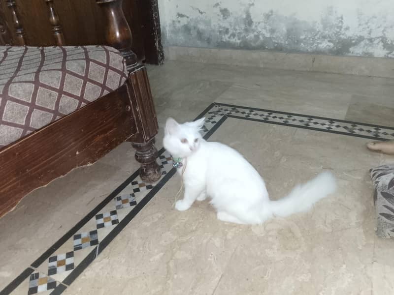 Persian cat 6