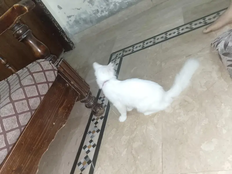 Persian cat — photo 8