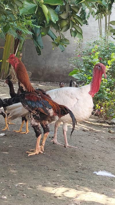 White Pakoye Male