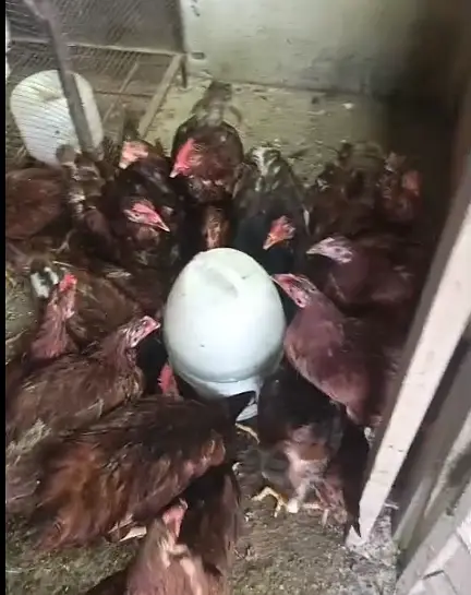 Heritage RIR F1 Birds — photo 2