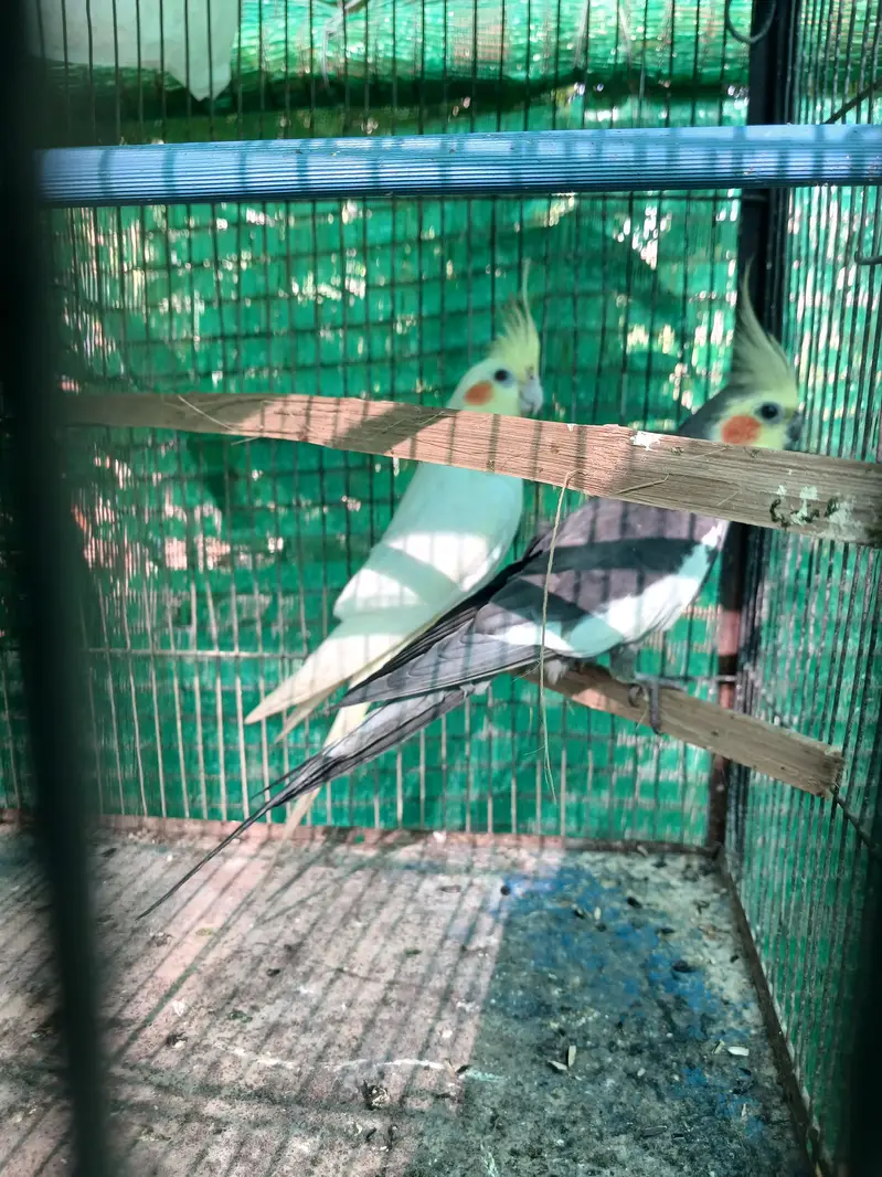 cocktail pair  for sale