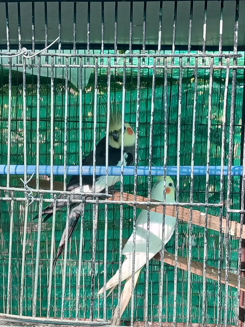 cocktail pair  for sale — photo 2