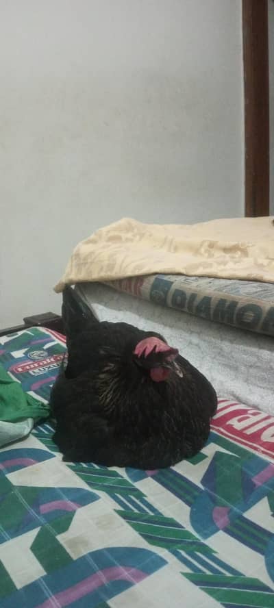 EGG DENE WALI MURGI