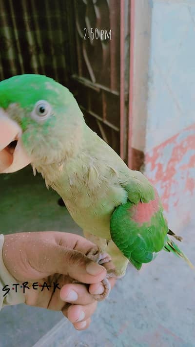 kashmiri Alexander Parrot male full HandTam