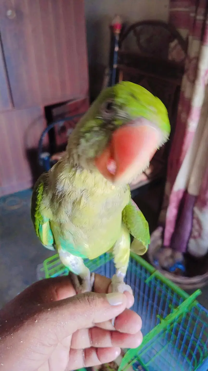 kashmiri Alexander Parrot male full HandTam — photo 2
