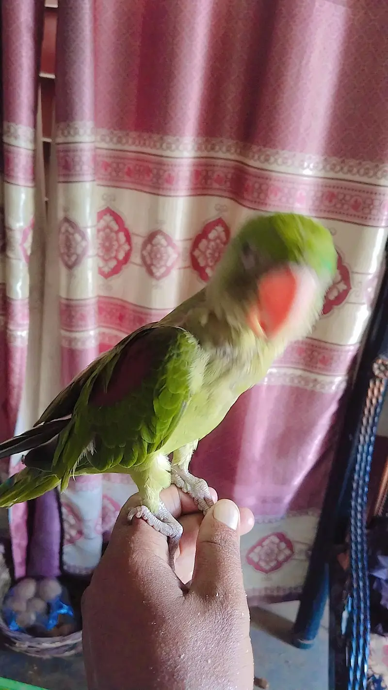 kashmiri Alexander Parrot male full HandTam — photo 3