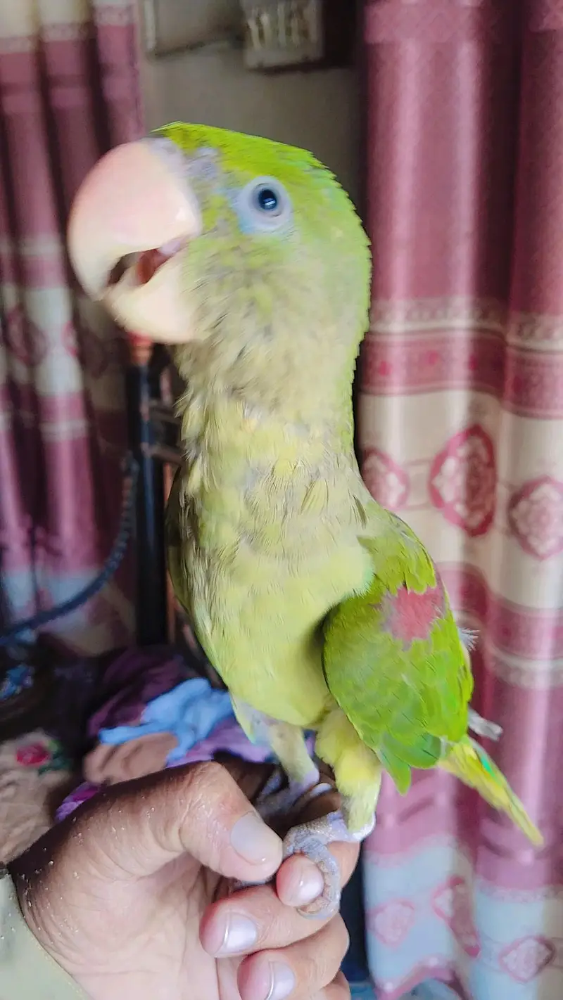 kashmiri Alexander Parrot male full HandTam — photo 4