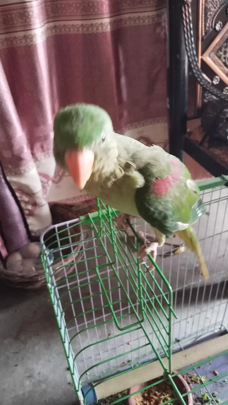 kashmiri Alexander Parrot male full HandTam — photo 5