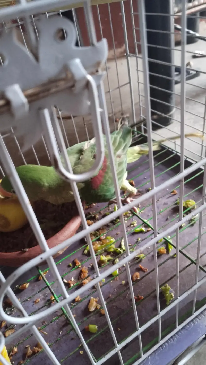 kashmiri Alexander Parrot male full HandTam — photo 6
